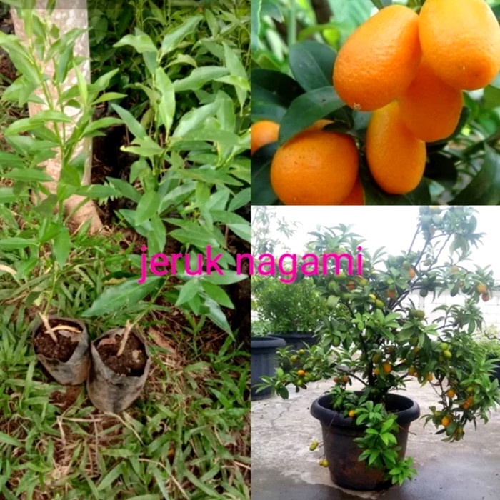 Jual Obral Bibit Jeruk Nagami Tanaman Pohon Lemon Naga Mi Orange Buah