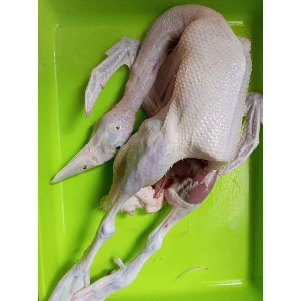 Bebek Muda 1.3_1.4 Kg Segar Dan Fresher