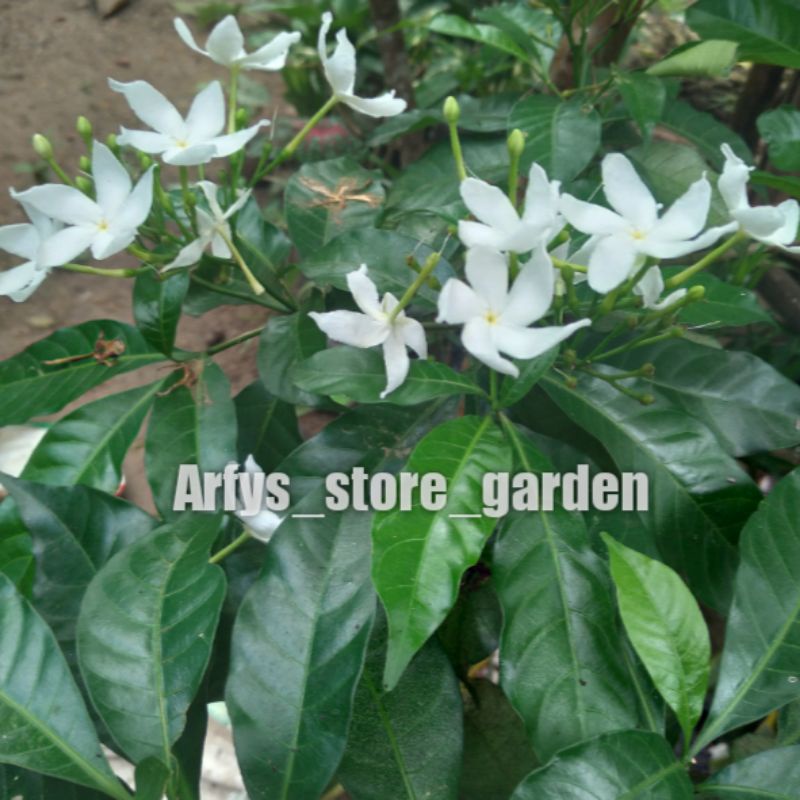 Jual Rombusa Hijau siap Berbunga | Shopee Indonesia