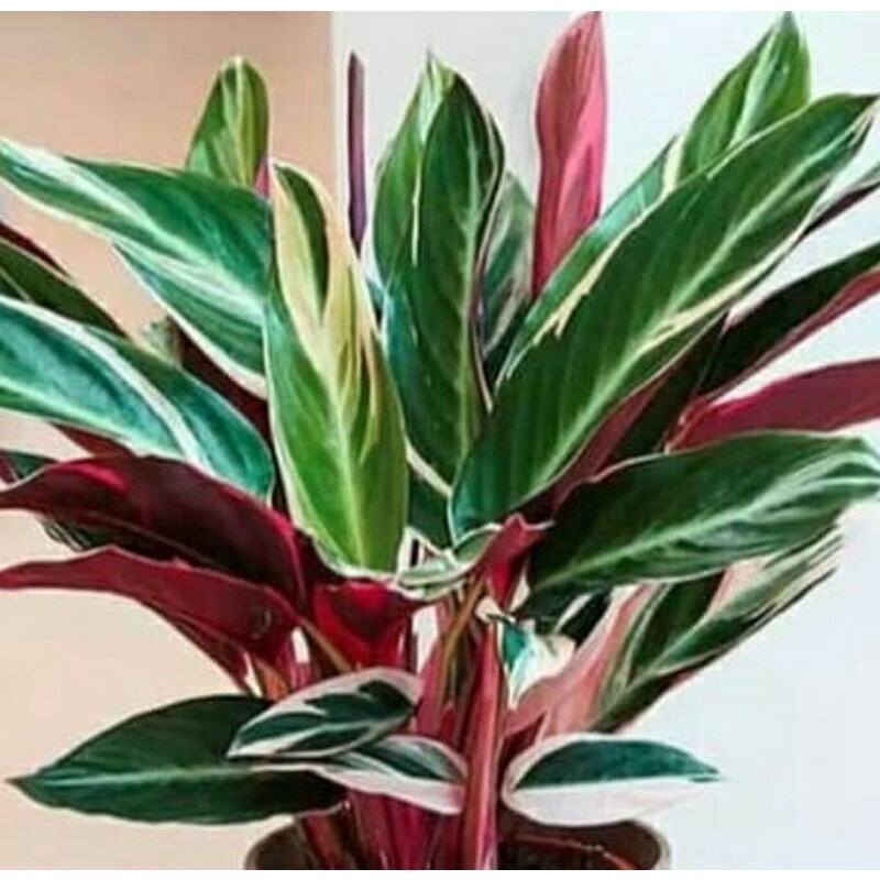 Jual tanaman hias bunga maranta bali 3 colour calatea | Shopee Indonesia