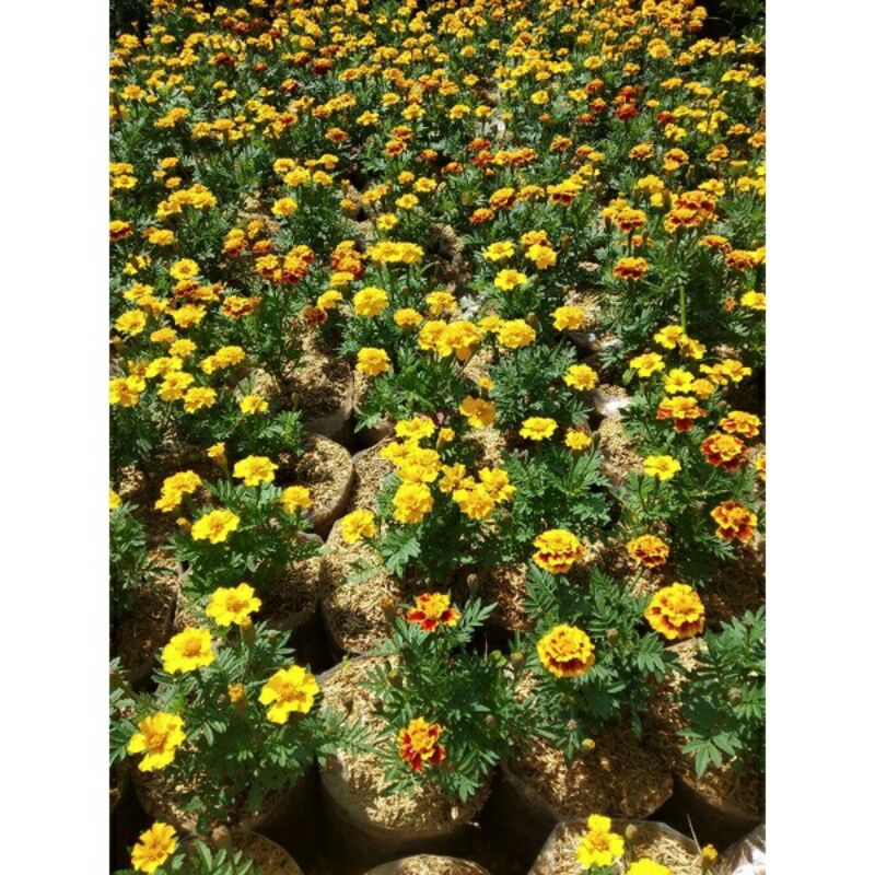 Jual Bunga Tai Ayam Terlengkap & Harga Terbaru Agustus 2026 | Shopee ...