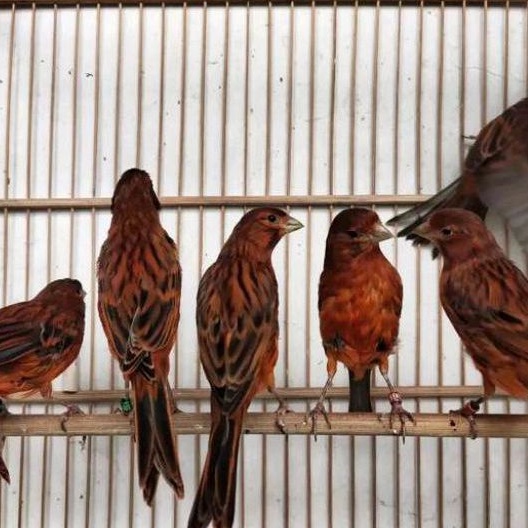 Jual burung kenari black red lokal jantan | Shopee Indonesia