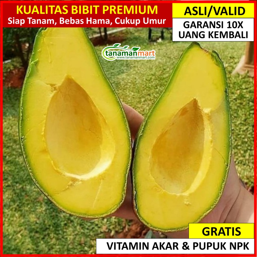 BIBIT ALPUKAT MENTEGA - BIBIT TANAMAN BUAH UNGGUL MURAH BERGARANSI