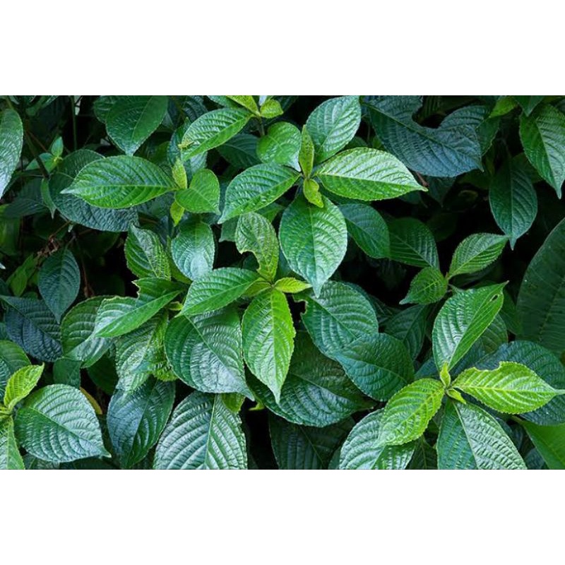 Jual Daun Kecibeling Kering/Kejibeling/pecah Beling/ Strobilanthes ...