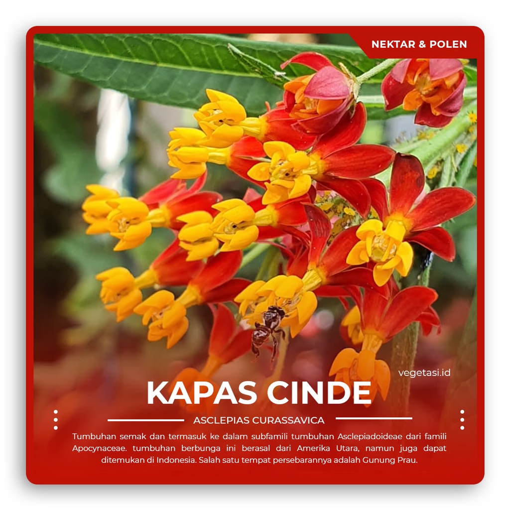 Jual Bibit Bunga Kapas Cinde / Kembang Mas / Asclepias curassavica ...