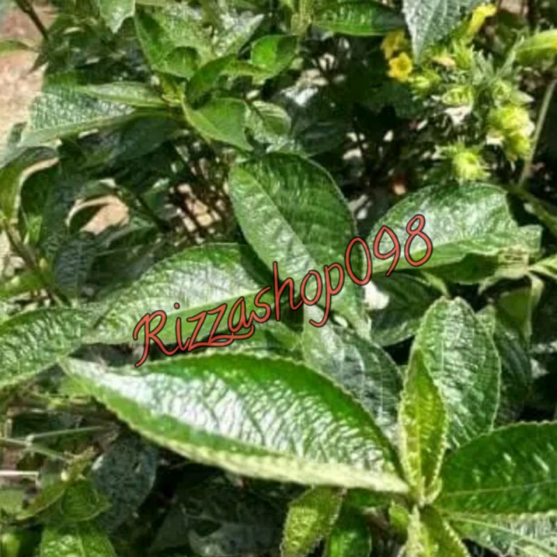 Jual DAUN KEJI BELING/PECAH BELING SEGAR 500 GRAM BERAT | Shopee Indonesia