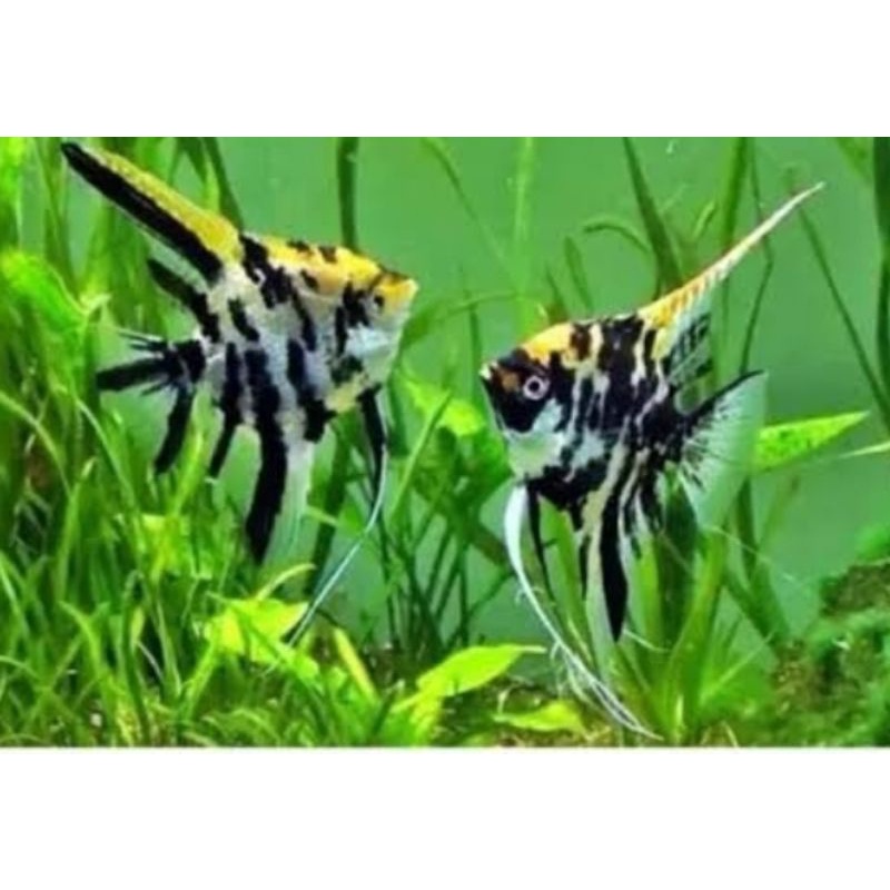 Jual Manfish Tri color / ikan angelfish -ikan aquascape- | Shopee Indonesia