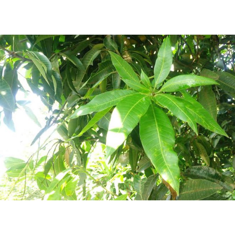 Jual Daun Mangga Segar Fresh 100lembar Shopee Indonesia