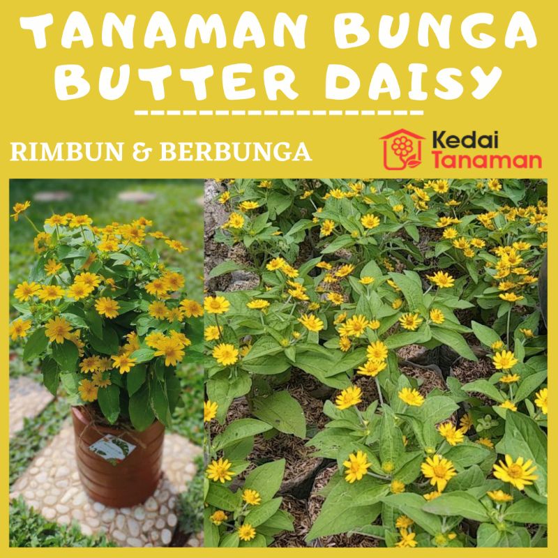 Jual Bunga Matahari Mini BUTTER DAISY Melampodium Tanaman Hias Bunga