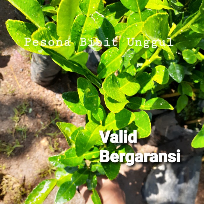 Jual Tanaman Pohon Jeruk Purut Asli / Daun Jeruk Purut EE11 | Shopee