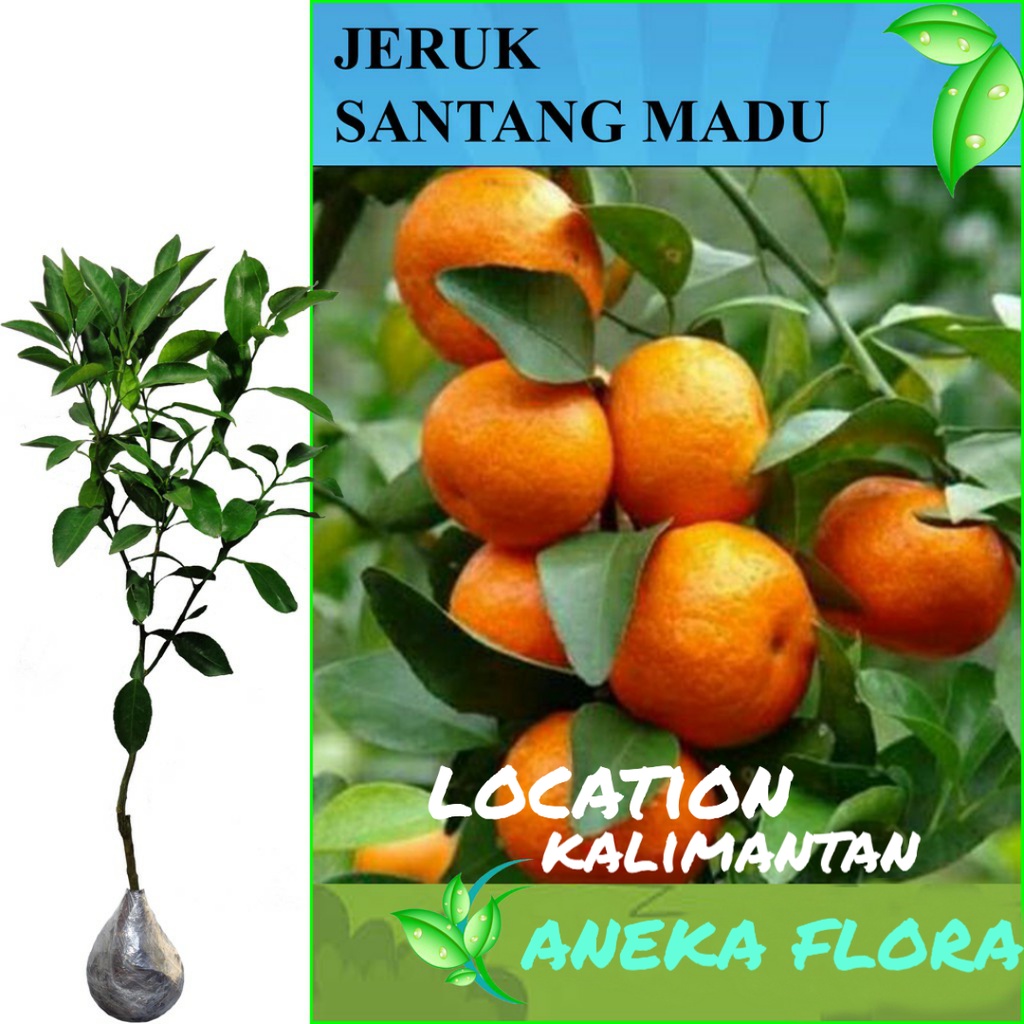 Jual Bibit Jeruk Santang Madu Bisa Di Pot Ukuran 1 2 Meter Up Okulasi