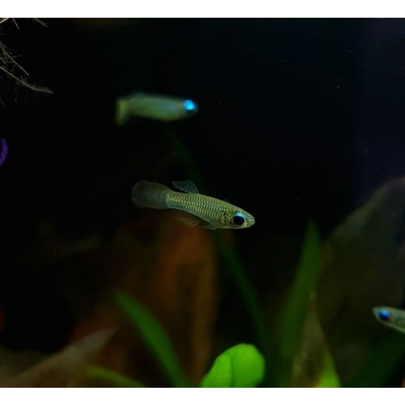Jual killifish blue eye neon / killifish lamp eye / ikan dwarf Shopee Indonesia
