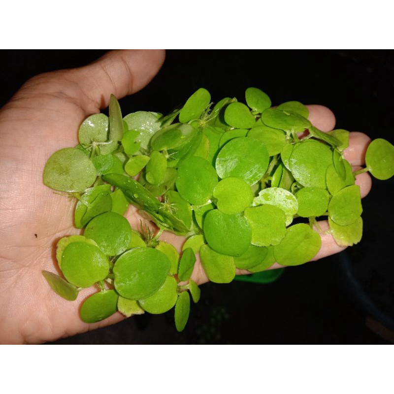 Jual progbit Amazon tanaman apung / untuk aquascape dan kolam | Shopee ...