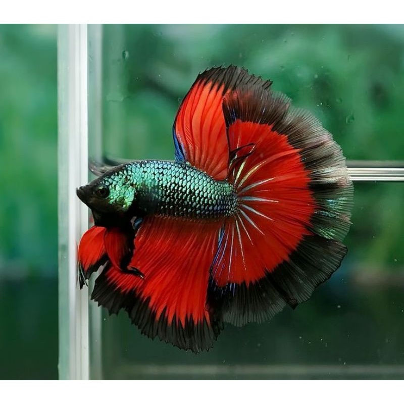Jual HALFMOON BOTOLAN MALE SIZ M+/L MURAH | Shopee Indonesia