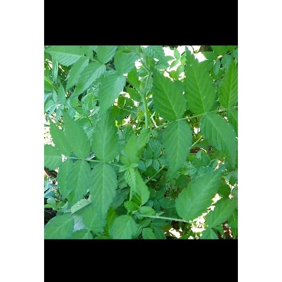 Jual Bibit tanaman buah arben hutan | arbei hutan merah | Shopee Indonesia