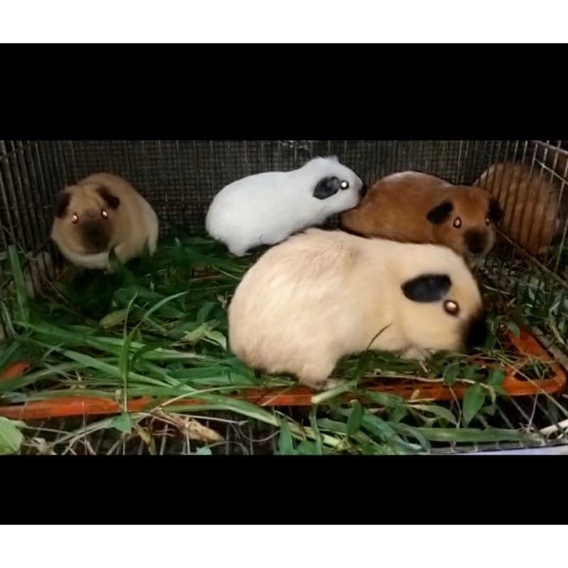 Jual Marmut Hias Guineapig GP guinea Pig Silkie