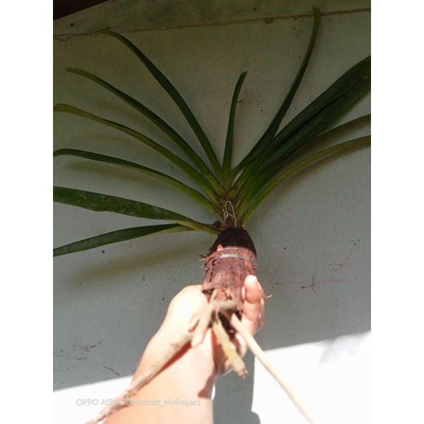 Jual Anggrek vanda Reed bonza Dewasa | Shopee Indonesia