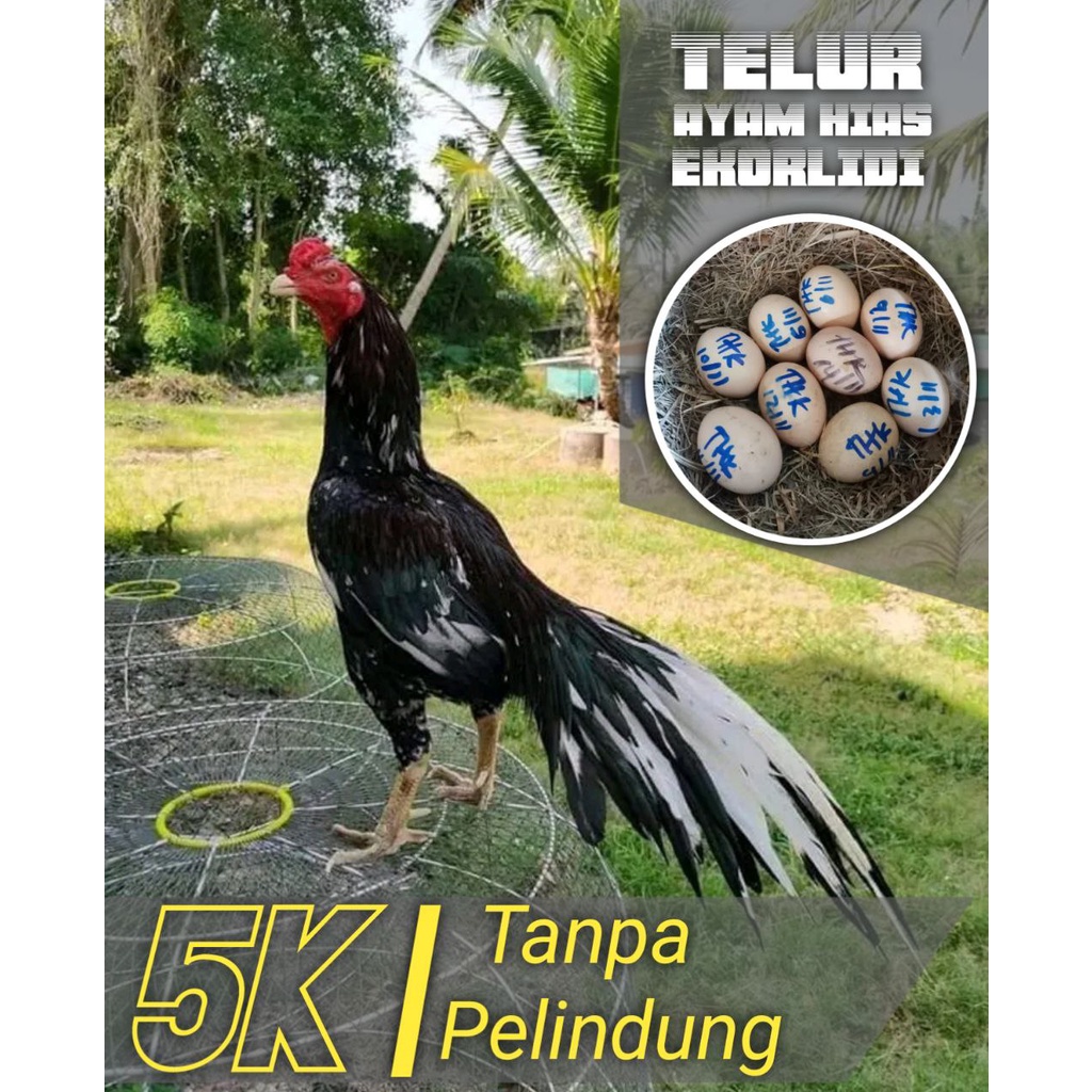 Jual AYAM BANGKOK ASLI EKOR LIDI HIAS SUPER TELUR FERTIL GRADE C NO ...