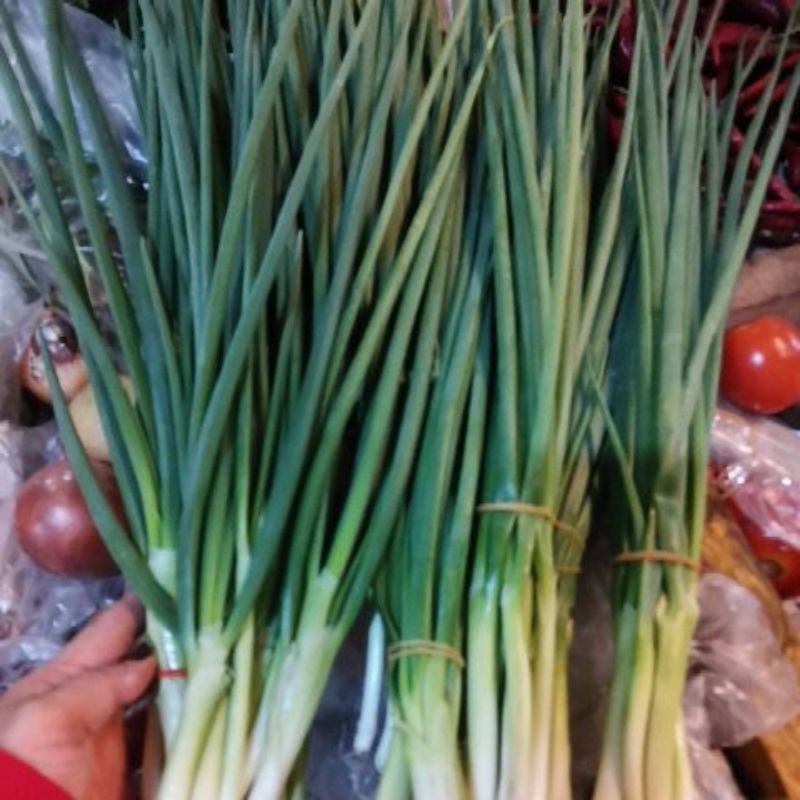 Jual DAUN BAWANG KECIL-KECIL/DAUN SOP/DAUN BAWANG PER IKATAN KECIl
