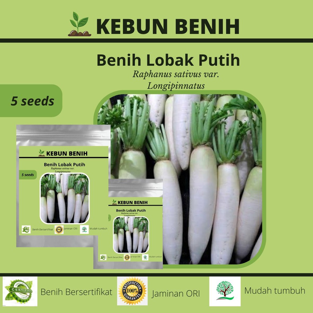 Jual 5 Benih Tanaman Lobak Putih Gereenbow F1 Benih Lobak Kualitas