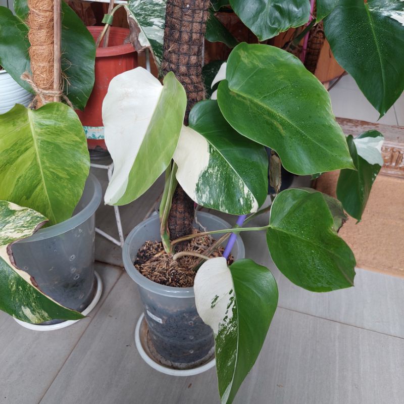 Jual monvar (monstera variegata) | Shopee Indonesia