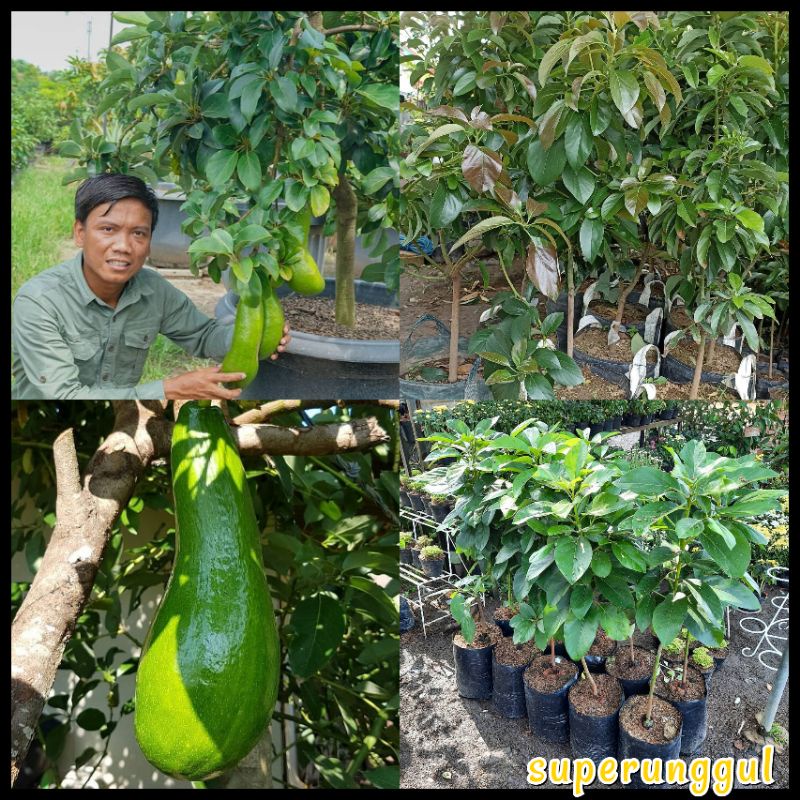 Jual Tanaman Pohon Alpukat Kelud / Subang Batang Besar Siap Berbuah