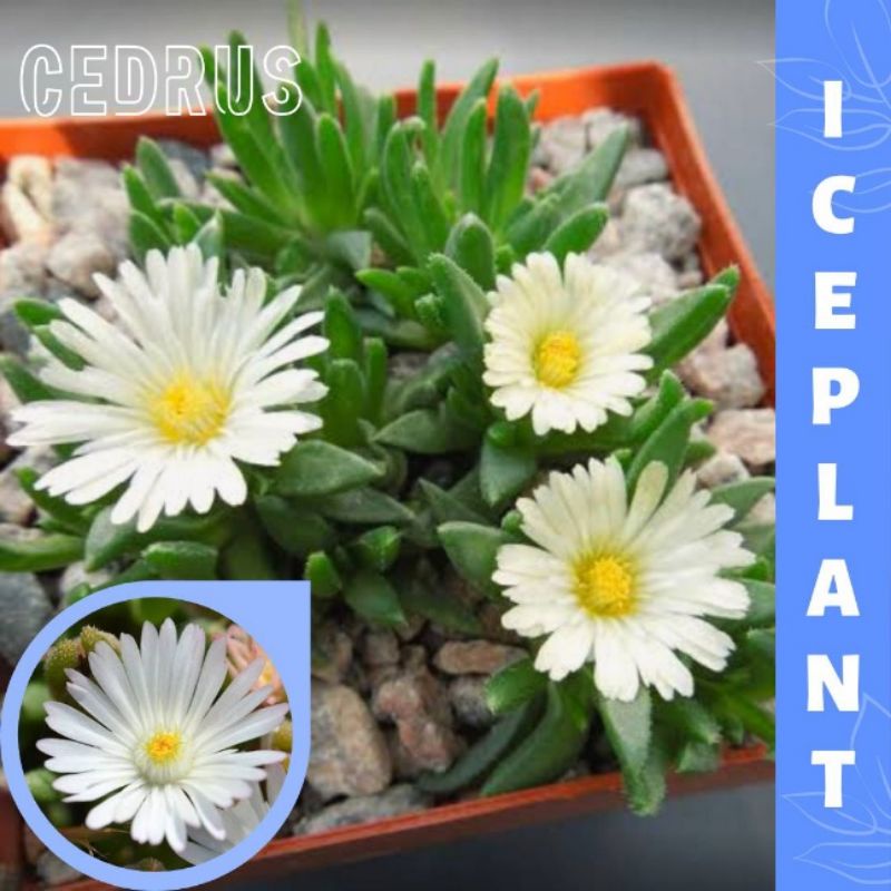 Jual ICE PLANT WHITE (isi-2) - Benih Biji Bunga Iceplant | Shopee Indonesia