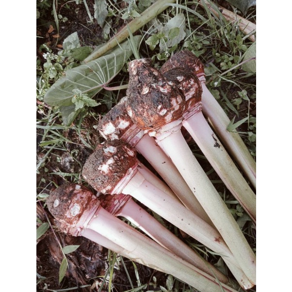 Jual talas Bogor asli segar per 1kg Shopee Indonesia