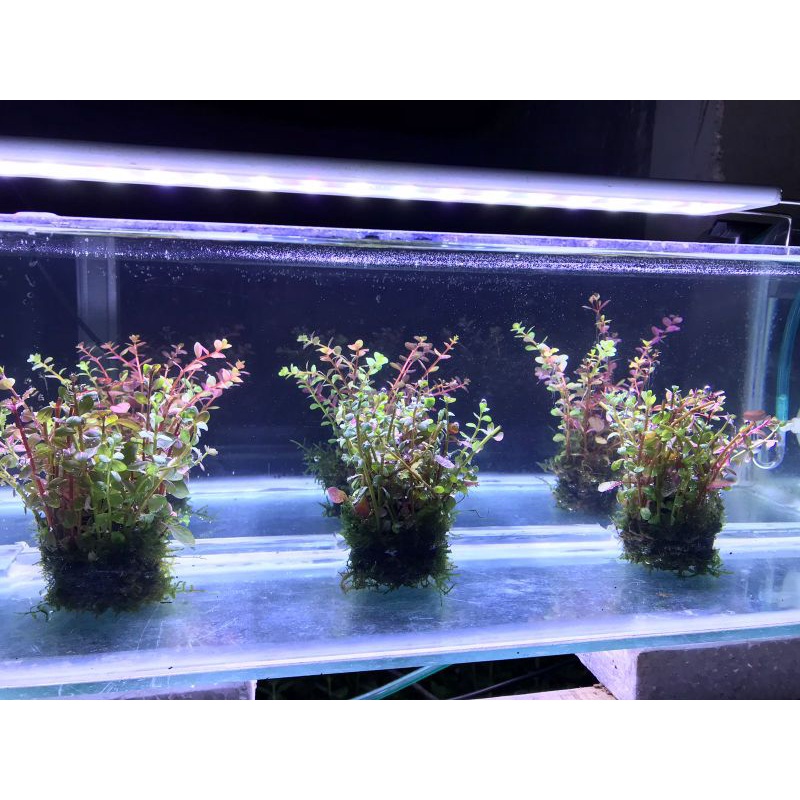 TANAMAN AQUATIK ROTALA MIX RED COLOUR+ WABIKUSA