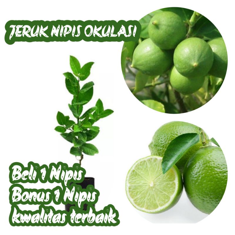 Jual Bibit Jeruk Nipis Cepat Berbuah Bibit Super Unggul Shopee Indonesia