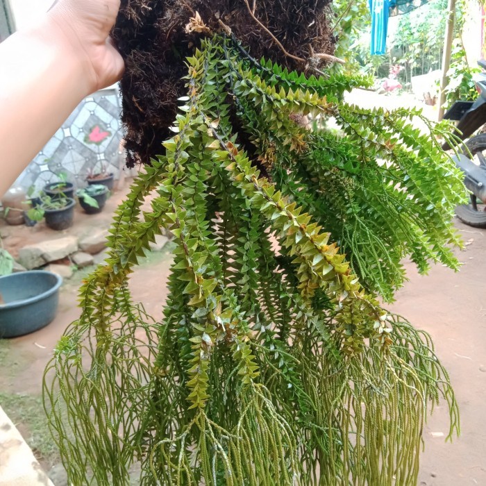 Jual Tanaman Huperzia kumpai bintang ukuran besar langka | Shopee Indonesia