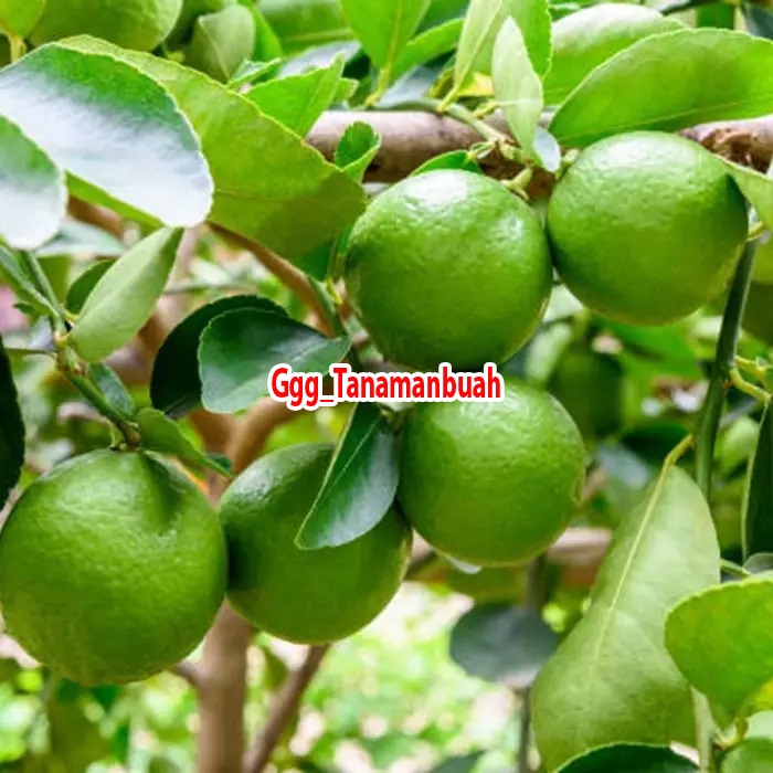 Bibit Jeruk Nipis Jumbo Super Cepat Berbuah