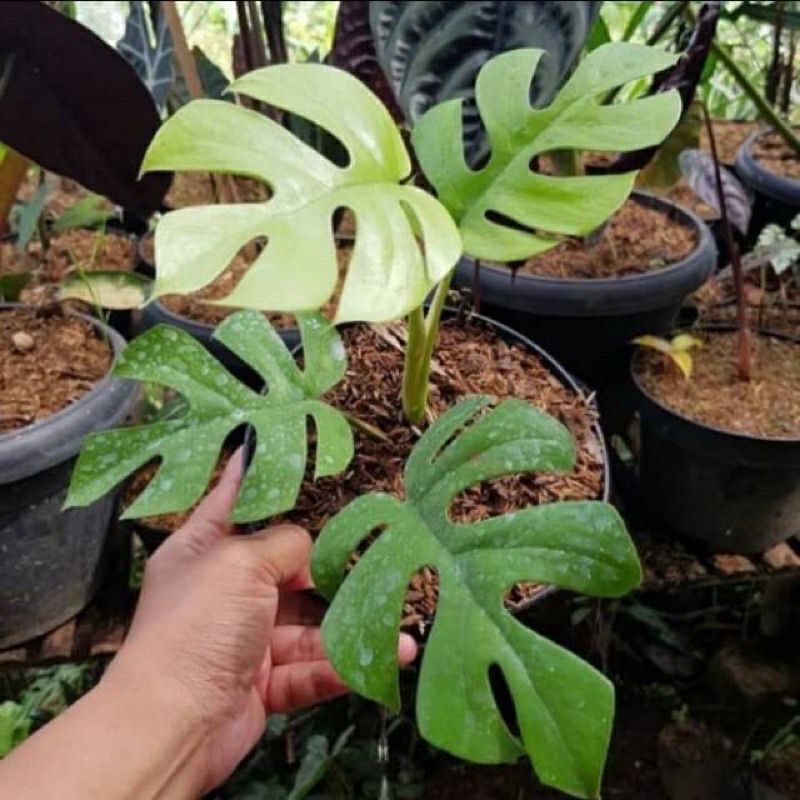 ( RIMBUN ) Tanaman hias tetrasperma mini | Tanaman Hias Tetrasperma Mini | Tanaman monstera mini | Tanaman hias mostera mini