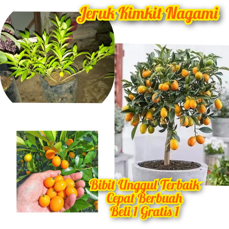 Jual Bibit Jeruk Nagami Jeruk Kimkit Okulasi Sudah Berbuah Shopee