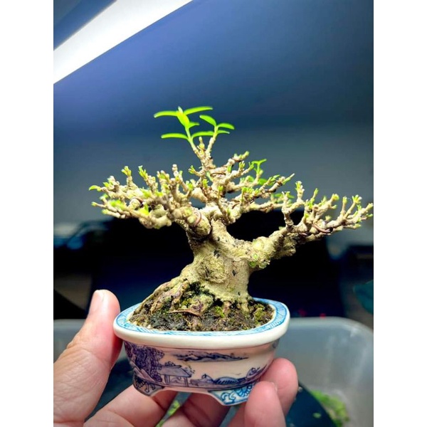 Jual Bahan Bonsai | Shopee Indonesia