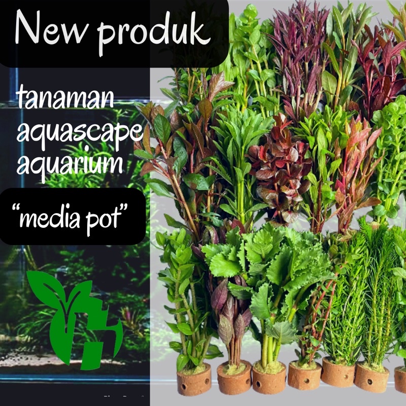 View of Jual Paket Tanaman Aquascape Mix Net Pot - Tanaman Aquascape Tanpa Co2 ...