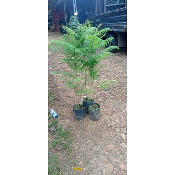 Jual bibit pohon peneduh jacka Randa tingi 1 meter | Shopee Indonesia