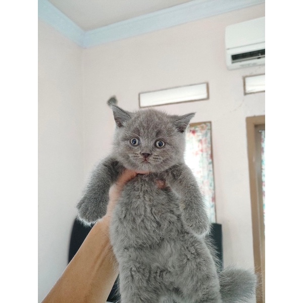 Jual Kucing British shorthair | Shopee Indonesia