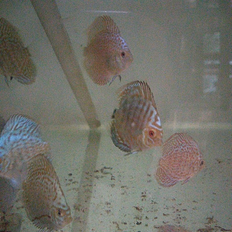 Jual Ikan Discus 2 Inc Leopard Snack Skin | Shopee Indonesia