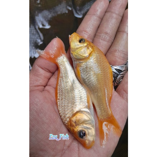 Jual Bibit Ikan Mas Konsumsi Warna Merah Cm Shopee Indonesia