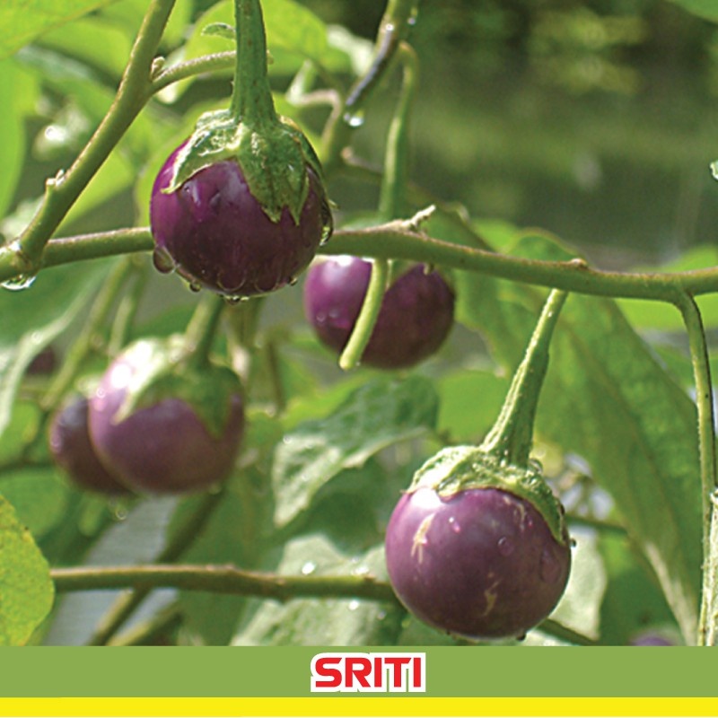 Jual Benih TERONG Mini Bulat Ungu - Biji Sayur Terong Lalapan Lalab ...