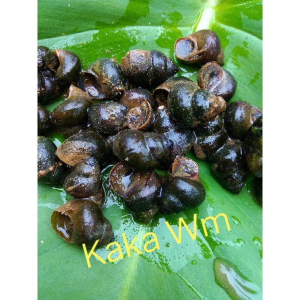 Jual Tutut keong sawah segar 500 gram | Shopee Indonesia