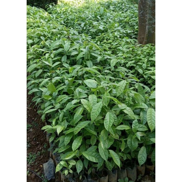 Jual Bibit Tanaman Rasamala - Tanaman Pengharum Ruangan - Nilai Ekonomi ...