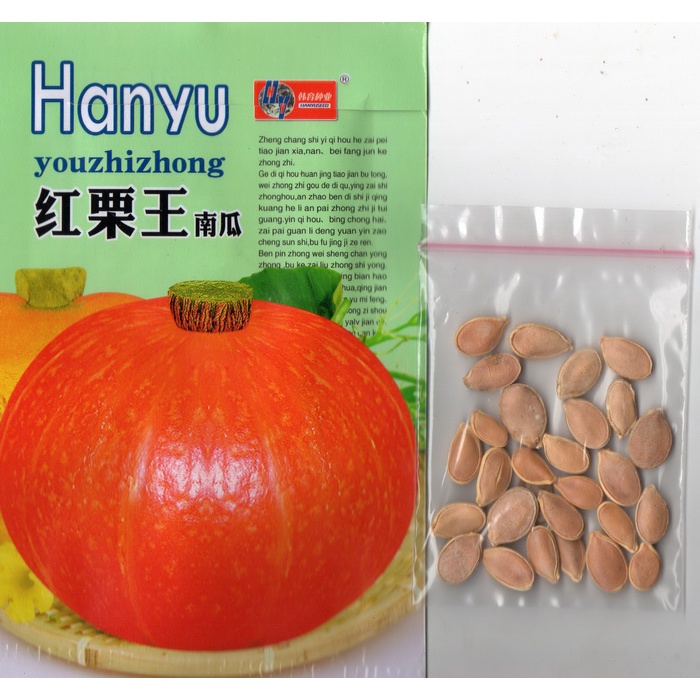 Jual (32 Biji) Benih Labu Kabocha, Kaboca | Shopee Indonesia