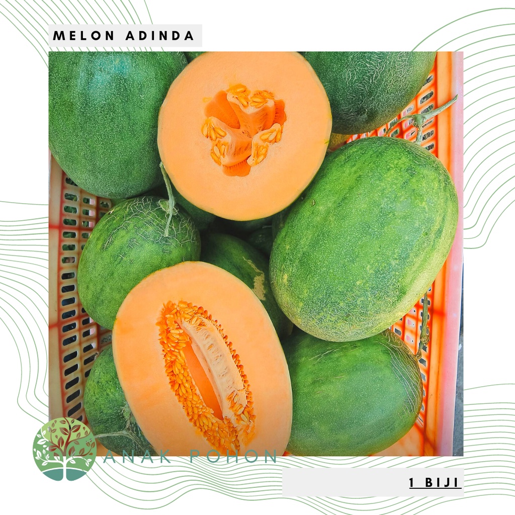 Jual Benih Bibit Biji Melon Premium Adinda F1 Eksklusif Super Manis Hibrida Seeds Panen 