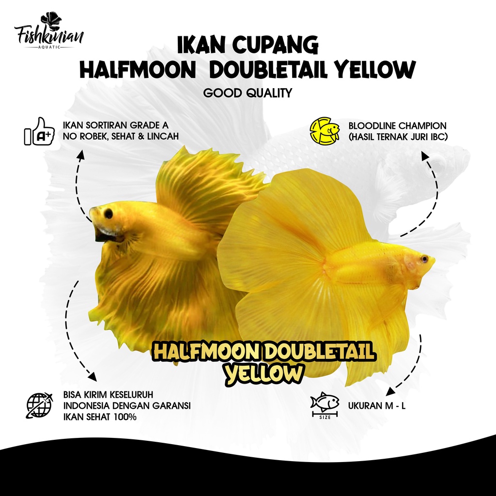 Jual Ikan Cupang Halfmoon Double Tail (HMDT) Yellow GRADE A | Shopee ...