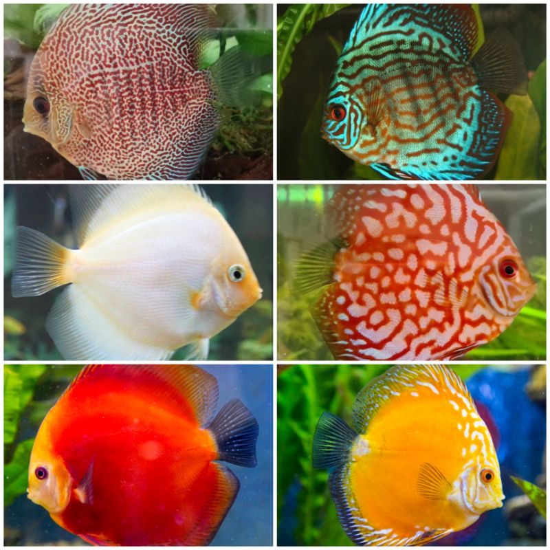Jual Discus Gen Red 5cm (REQUEST) | Shopee Indonesia