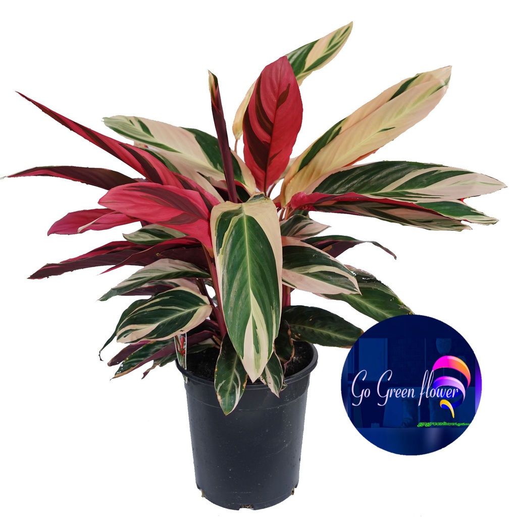 Jual KALATHEA TRI COLOR kalathea tree colour marantha tree colour ...