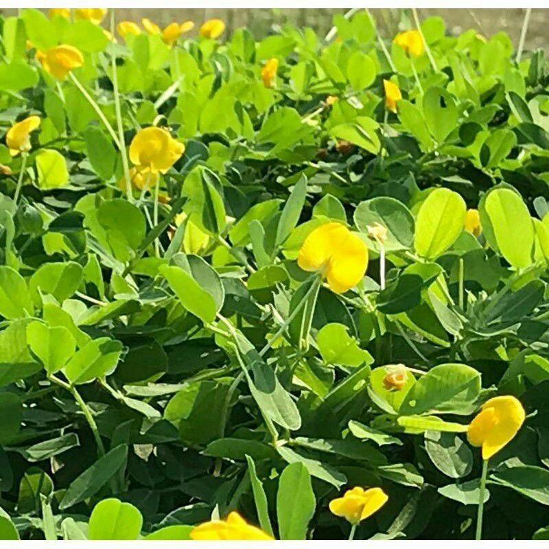Jual Tanaman Hias Landep Arachis Pintoy/Bibit Stek Pohon Kacang ...