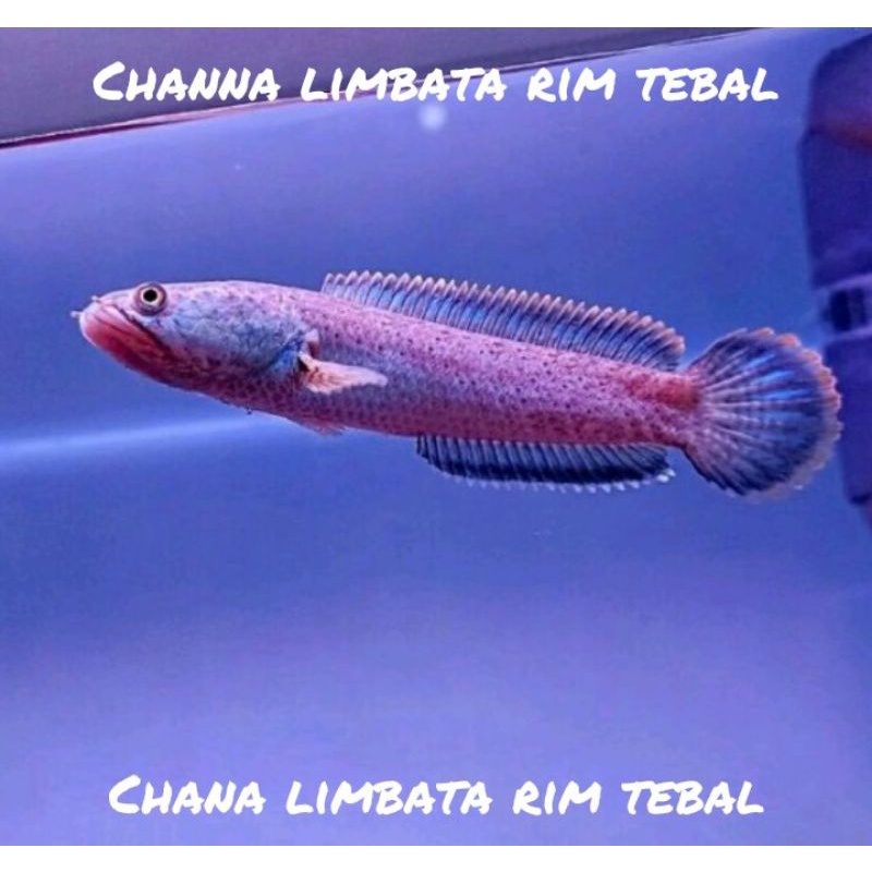 Jual channa limbata rim tebal | Shopee Indonesia